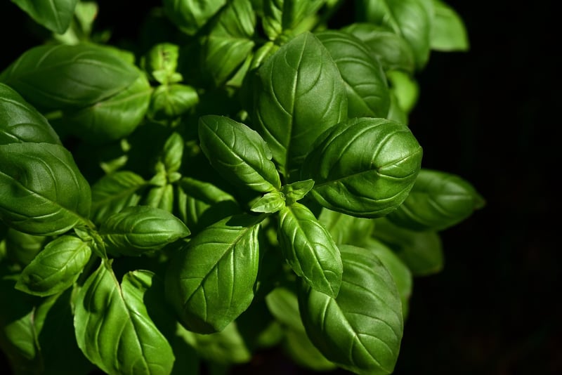 Hanging Herb Chandelier